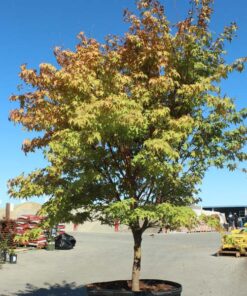 Coral Bark Japanese Maple Tree