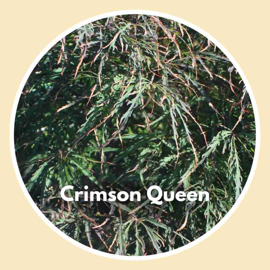 Crimson Queen Japanese Maple Tree - close up