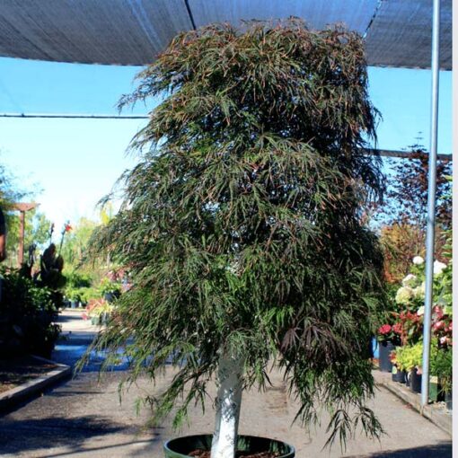 Crimson Queen Japanese Maple Tree