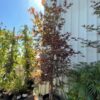 Fireglow Japanese Maple Tree at Payless Hardware Rockery and Nursery