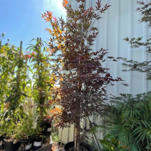 Fireglow Japanese Maple Tree at Payless Hardware Rockery and Nursery