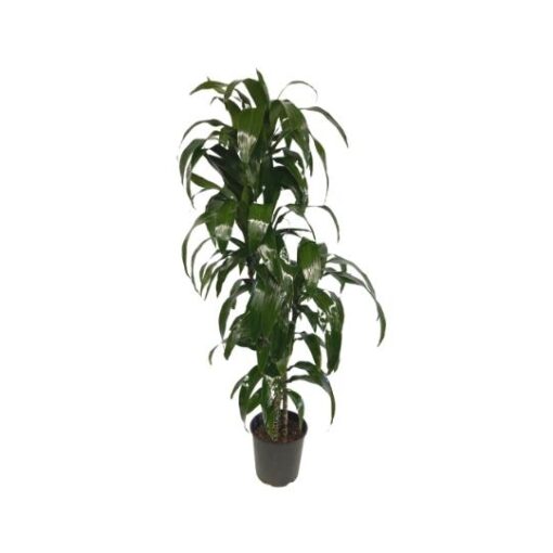 Dracaena Lisa plant