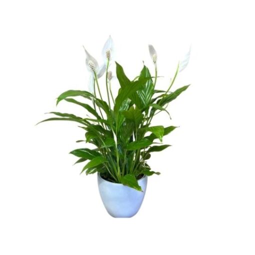 Peace Lily (Spathiphyllum)