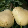 Bartlett Pear