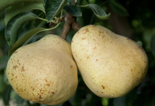 Bartlett Pear