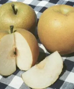 Chojuro Pear