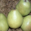 D'Anjou Pear