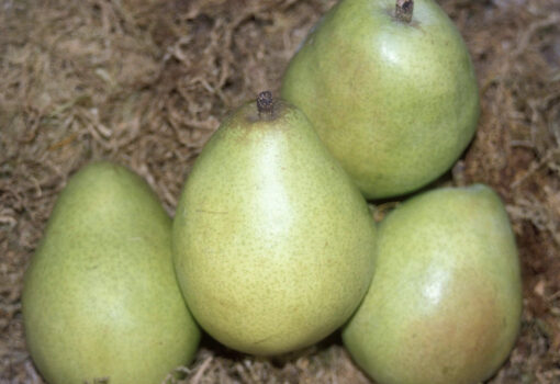 D'Anjou Pear