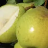 Ya Li Pear