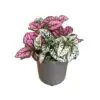 Polka Dot Plant (Hypoestes phyllostachya)