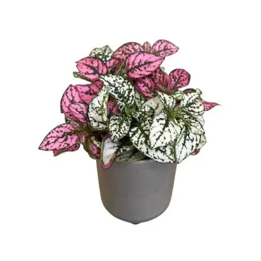 Polka Dot Plant (Hypoestes phyllostachya)