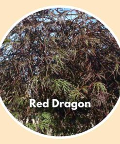 Red Dragon Japanese Maple Tree - close up