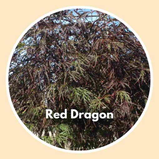 Red Dragon Japanese Maple Tree - close up