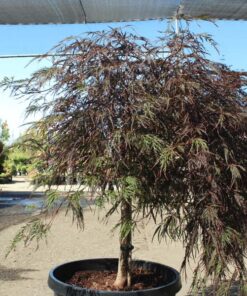 Red Dragon Japanese Maple Tree