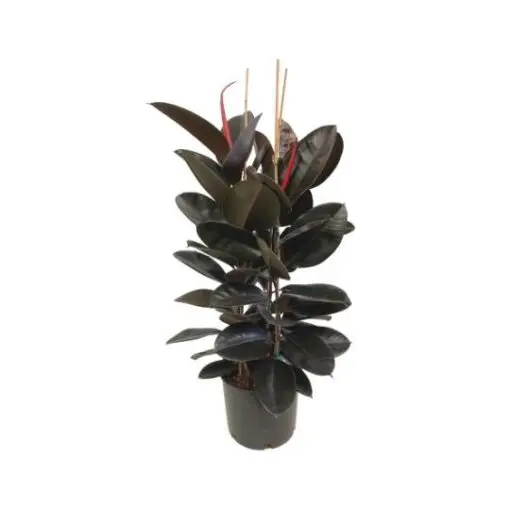 Rubber Fig Plant (Ficus elastica)