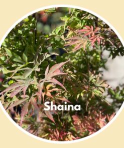 Shaina Japanese Maple Tree Closeup - Payless Hardware, Rockery, and Nursery