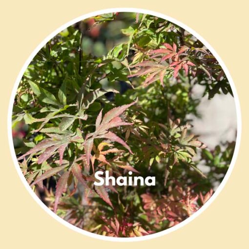 Shaina Japanese Maple Tree Closeup - Payless Hardware, Rockery, and Nursery