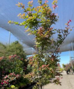 Shaina Japanese Maple Tree - Payless Hardware, Rockery, and Nursery