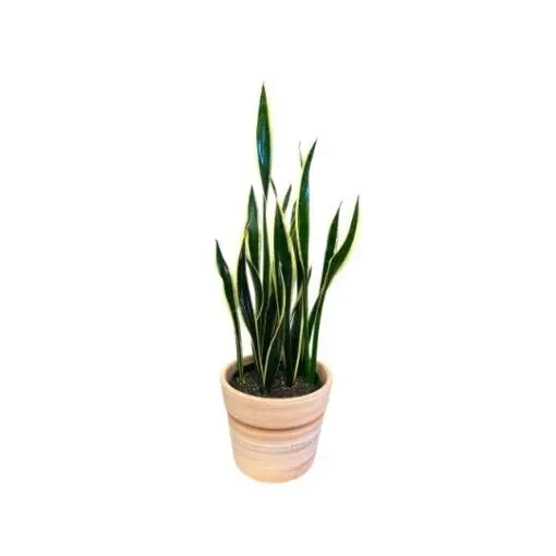 Snake Plant (Dracaena trifasciata)