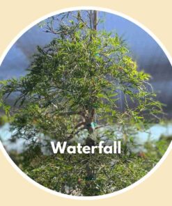 Waterfall Japanese Maple Tree - close up