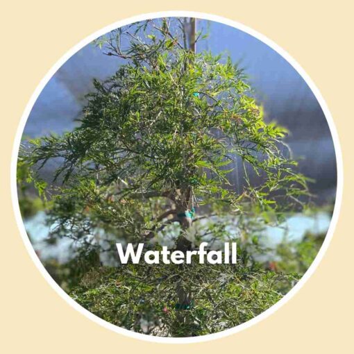 Waterfall Japanese Maple Tree - close up