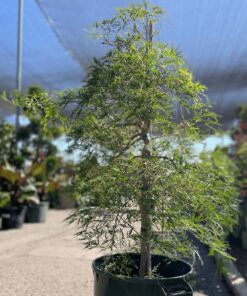 Waterfall Japanese Maple Tree