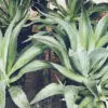 agave plant