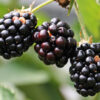 blackberries