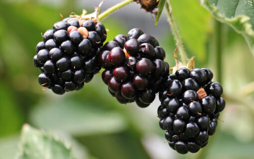 blackberries