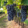 cabernet grapes