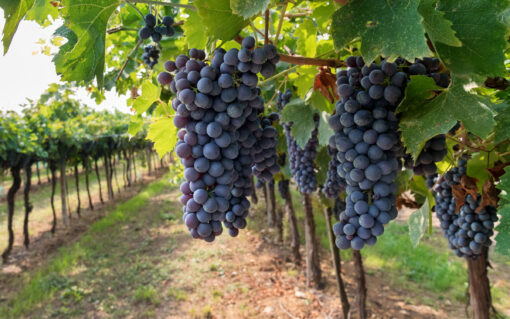 cabernet grapes