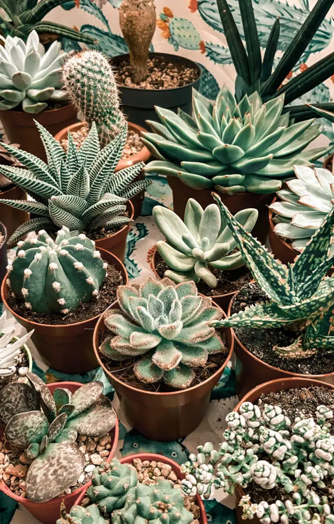 cacti and succulents