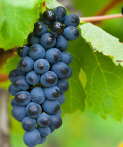 california concord grapes