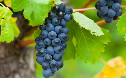 california concord grapes