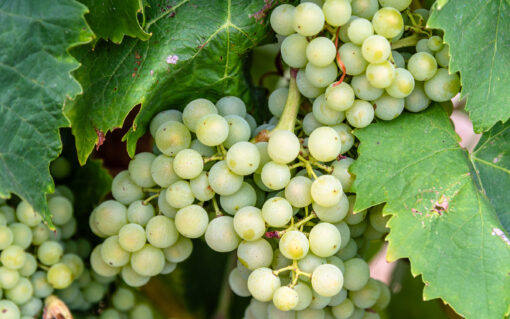 chardonnay grapes