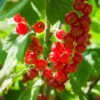 currant