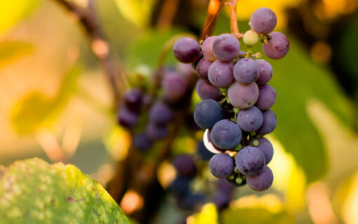 Eastern Concord grapes