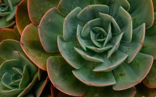 echeverias plant