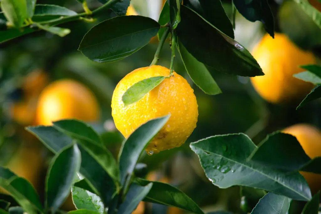 fruit tree category