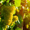 golden- muscat grapes