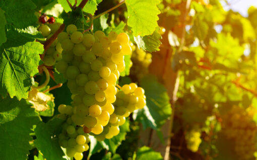 golden- muscat grapes