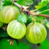 gooseberries