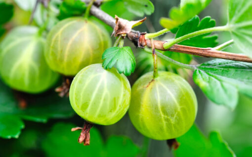 gooseberries