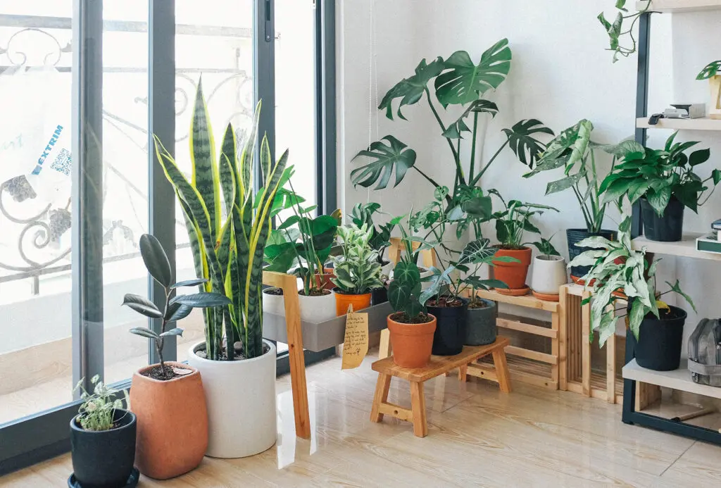 house plants category