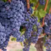 Merlot grapes