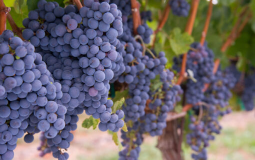 Merlot grapes