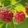 raspberry