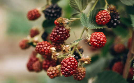 raspberry blackberry