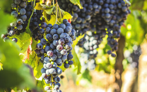 Syrah grapes