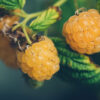 yellow raspberries